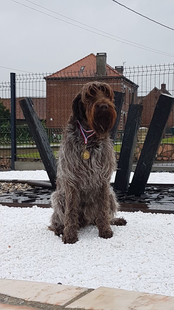 De La Marne Au Bois - NINA BELLA CHAMPIONNE DES FIELD TRIALS GIBIER TIRE