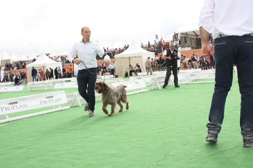 De La Marne Au Bois - Ines cacs et meilleur femelle a Game Fair