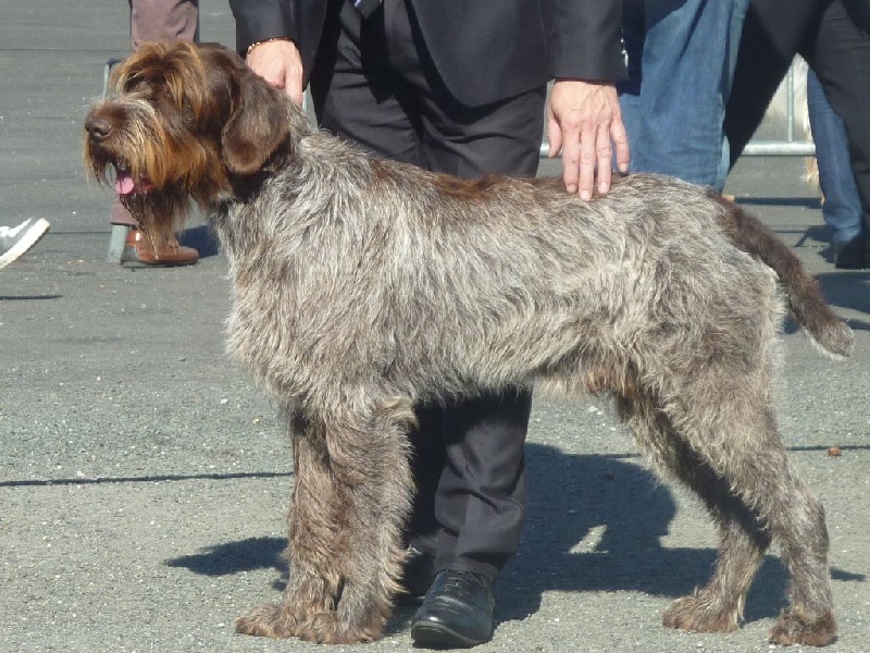 CH. TR. Hugo boss De La Marne Au Bois