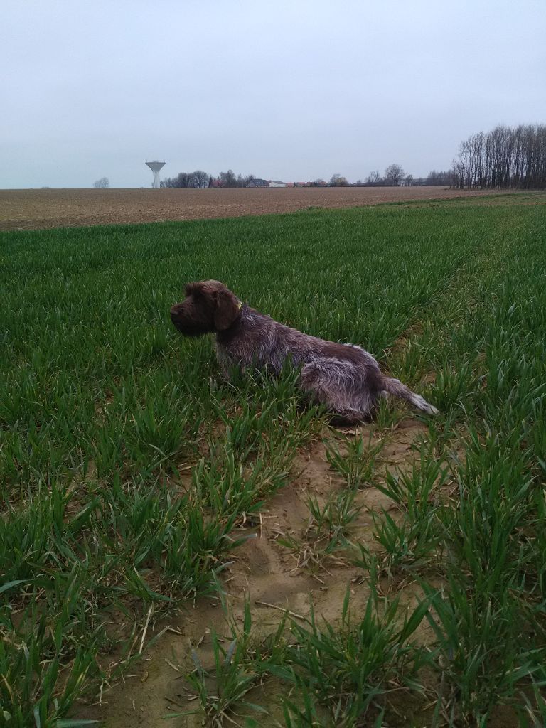 CH. TR. Nina bella De La Marne Au Bois