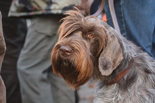 CH. TR. Nina bella De La Marne Au Bois