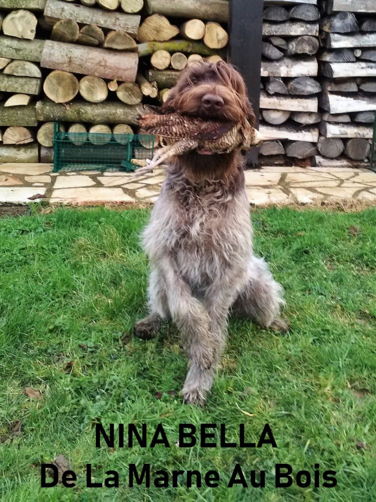 CH. TR. Nina bella De La Marne Au Bois