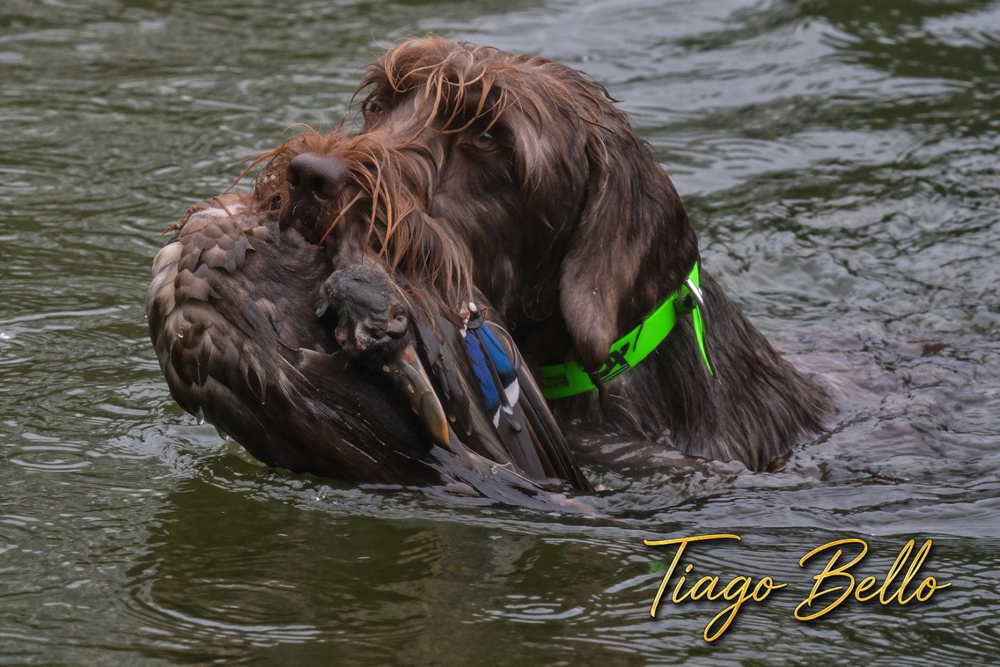De La Marne Au Bois - Tiago Bello rapport a l'eau